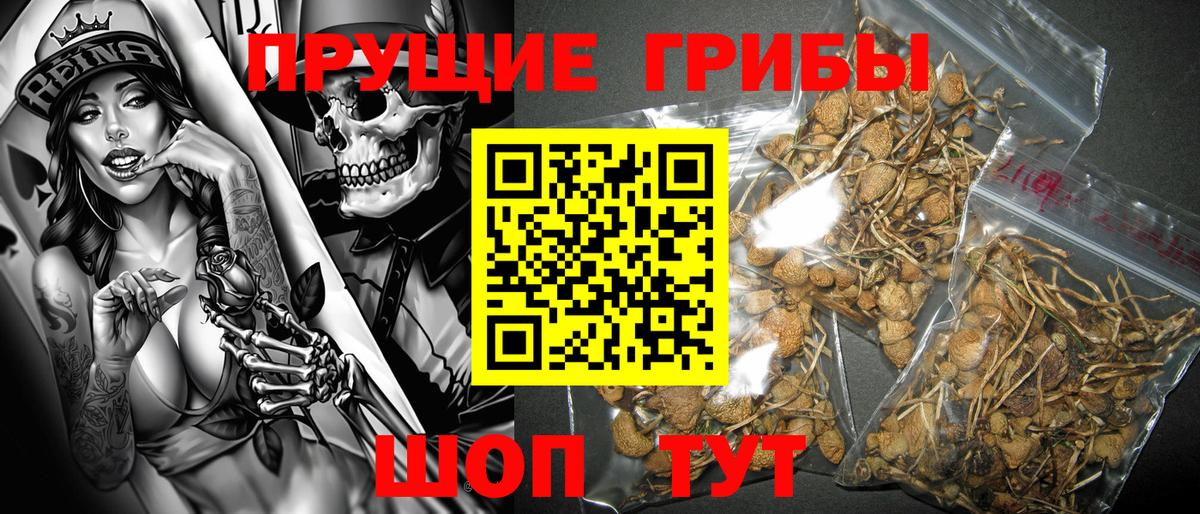 что такое   Псилоцибиновые грибы прущие грибы  Вход с VPN  Сальск 